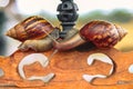 Close Up of Two Achatina Fulica Snails Crawling on Wood