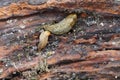 Close-up of two adult light Caucasian mollusk slug forest Arion