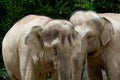 Close up two african elephants against forest background