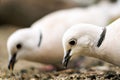 Close-up of two African ring-necked doves eating seed with the same body positions Royalty Free Stock Photo