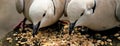 Close-up of two African ring-necked doves eating seed with the same body positions Royalty Free Stock Photo