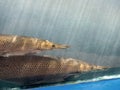 Close up Two Alligator Gar Fish is Swimming in the Aquarium Royalty Free Stock Photo