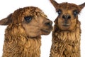 Close-up of Two Alpacas