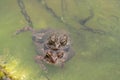 Close-up of Two American Toad Royalty Free Stock Photo