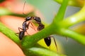 Close up of two ants fighting on a plant. Royalty Free Stock Photo