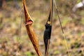 Closeup of two Archery Bows made of wood called Longbow