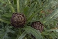 Close-up of two artichokes, in the fields of Sardinia Royalty Free Stock Photo
