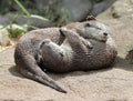 Two Asian Short Clawed Otters cuddling