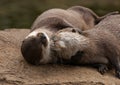 Close up of two Asian Short Clawed Otters Royalty Free Stock Photo