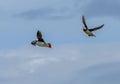 Close-up of two Atlantic puffins with fish in their beaks flying in the sky Royalty Free Stock Photo