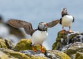 Close-up of two Atlantic puffins perched on rocks with their beaks full of fish Royalty Free Stock Photo