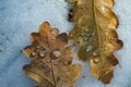 Close up two autumn leaves in puddle frozen in unique, geometric type pattern. Autumn yellow leaves covered with ice Royalty Free Stock Photo