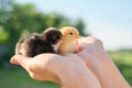 Close up of two baby chicks in woman hand. Newborn chickens Royalty Free Stock Photo