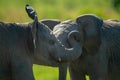 Close-up of two baby elephants play fighting