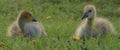 Close up of two baby goslings