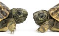 Close-up of two baby Hermann's tortoise facing each other