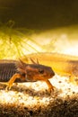 Close-up of two baby Himalayan newts or Himalayan salamanders