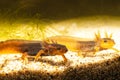 Close-up of two baby Himalayan newts or Himalayan salamanders