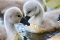 Close up of two baby mute swans swimming in a lake Royalty Free Stock Photo