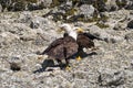 Close-up of two Bald Eagles standing on the beach and opposite to each other, next to the river