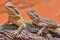 Close up of two bearded dragons (Bartagame) looking in the same direction