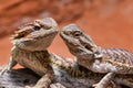 Close up of two bearded dragons (Bartagame) looking to each other