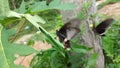 Close-up of two beautiful butterflies flying, slow motion.