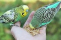 Feeding parakeet birds from hand Royalty Free Stock Photo