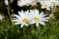 Close-up of Two Beautiful Daisies, Nature Royalty Free Stock Photo