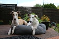 close up of two beautiful galgos are lying in the bed on the terrace in the sunshine Royalty Free Stock Photo