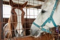 Horses in Stables Royalty Free Stock Photo