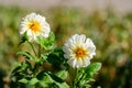 Close up of two beautiful large white dahlia flowers in full bloom on blurred green background, photographed with soft focus in a Royalty Free Stock Photo