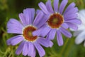 Close-up of a beautiful light blueish purple Swan River Daisies Royalty Free Stock Photo