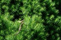 Close-up of two beautiful little meadow lizards. Lizard Darevskia praticola lacerta praticola Lacertidae bask Royalty Free Stock Photo