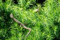 Close-up of two beautiful little meadow lizards. Lizard Darevskia praticola lacerta praticola Lacertidae bask