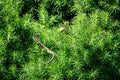 Close-up of two beautiful little meadow lizards. Lizard Darevskia praticola lacerta praticola Lacertidae bask in spring sun Royalty Free Stock Photo