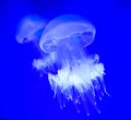 close up of two beautiful transparent jellyfish swimming in the seawater of an aquarium on a blue background. Square picture