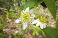 Two beautiful white blossoms, Caraca natural park, Minas Gerais