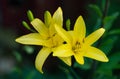 Close up of two beautiful yellow lemon lilies Royalty Free Stock Photo