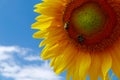 Close up of bees on a sunflower with blue sky background Royalty Free Stock Photo