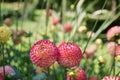 Two pompon Dahlias Pink and yellow colors Blurred garden background