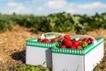 Close-up two big cardboard bio paper box basket with fresh ripe red tasty strawberries against countryside fruit Royalty Free Stock Photo