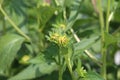 Close up of two Black Eyed Susan flower buds with yellow petals Royalty Free Stock Photo