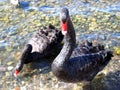 Close up of two black geese