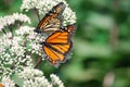 A close up of two monarch butterflies sitting on a white flower.