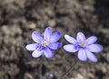 Close up two blooming blue liverwort or kidneywort flower Anemone hepatica or Hepatica nobilis on dirt background