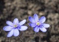 Close up two blooming blue liverwort or kidneywort flower Anemone hepatica or Hepatica nobilis on dirt background
