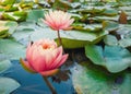 Close up of two blooming coral pink color water lilies on the pond. Natural background with blossoming waterlily, lotus flowers on