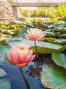 Close up of two blooming coral pink color water lilies on the pond. Natural background with blossoming waterlily, lotus flowers on