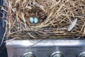 Close up of two blue eggs in a nest built inside of a gas grill. Royalty Free Stock Photo